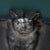 Mid 20th Century Gothic Medieval Cat Cast Iron Bookends-a Pair For Sale - Image 9 of 12