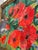 Boulet Red Flower Still Life Painting, Signed For Sale In San Francisco - Image 6 of 12