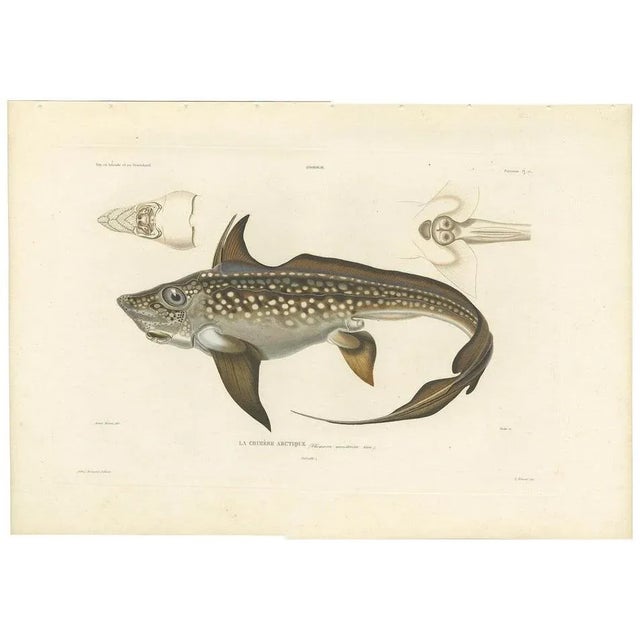Louis Bévalet and H. Blanchard, Arctic Chimaera Fish, France, 1845, Paper For Sale - Image 10 of 10
