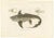 Louis Bévalet and H. Blanchard, Arctic Chimaera Fish, France, 1845, Paper For Sale - Image 10 of 10