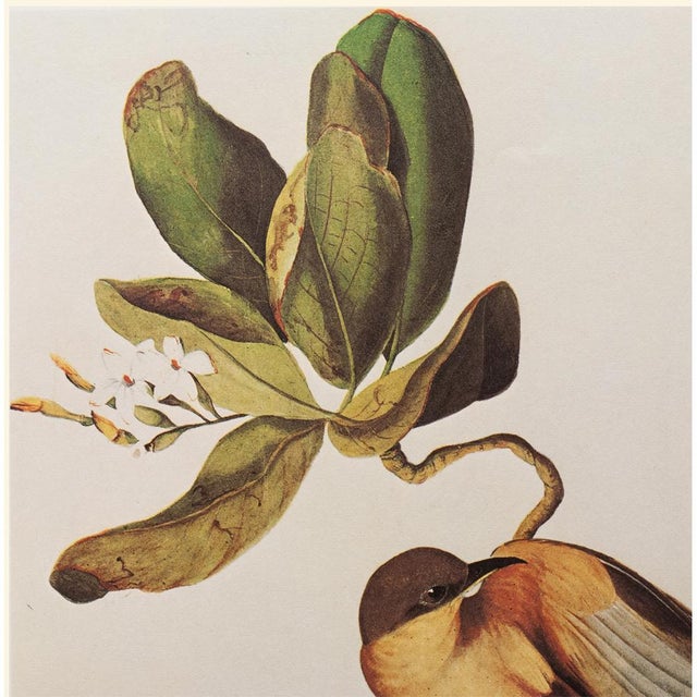 Farmhouse 1966 Mangrove Cuckoo After John J. Audubon, Cottage Print For Sale - Image 3 of 10