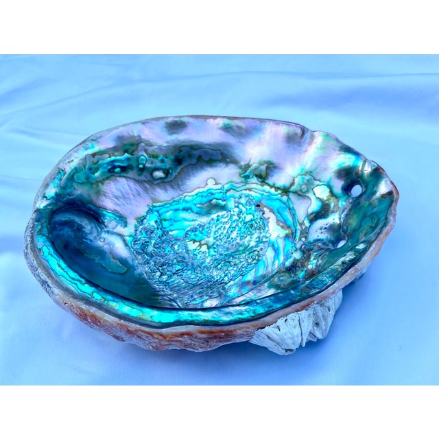 Shell Large Mid 20th Century Red Abalone Shell, Haliotis Rufescens For Sale - Image 7 of 13