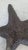 Metal Late 20th Century Maitland-Smith Dark Patina Starfish Tabletop Sculpture For Sale - Image 7 of 17
