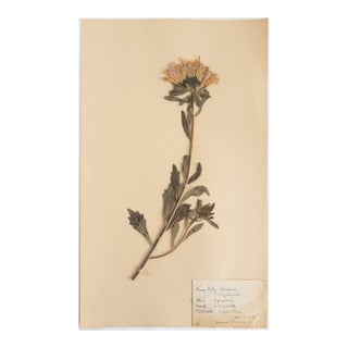 Vintage Swedish Herbarium - Aster, Circa 1932 For Sale