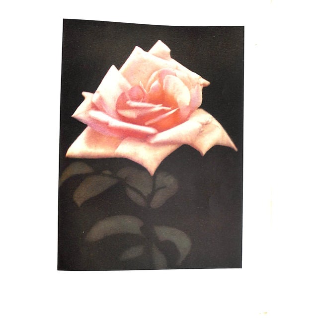 "The Practical Book of Outdoor Rose Growing" 1915 Thomas, George C. Jr For Sale - Image 10 of 10
