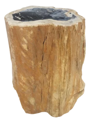 Beige Black Petrified Wood Organic Stomp Shape Stand End Side Table Pedestal