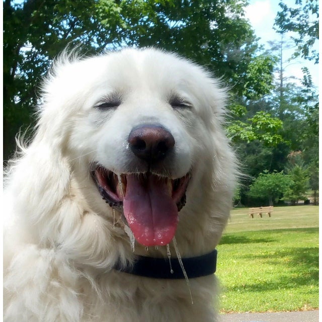 Italian Pottery Sitting Lion Bellini Vintage Orange Animal Figure Label 10" For Sale - Image 11 of 11