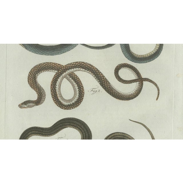 Brown Bertuch, Three European Snakes, 1802, Engraving For Sale - Image 8 of 11