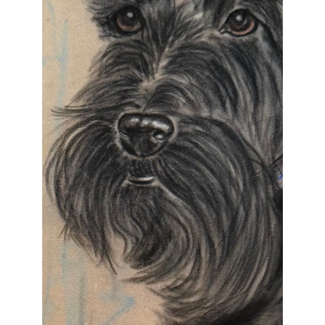 Original Pastel Portrait of Scottish Terrier Dog by Gladys Emerson Cook, C 1950 For Sale - Image 4 of 11