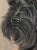 Original Pastel Portrait of Scottish Terrier Dog by Gladys Emerson Cook, C 1950 For Sale - Image 4 of 11