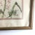 1980s Framed Botanical Watercolor Print by M. Storm For Sale - Image 5 of 8