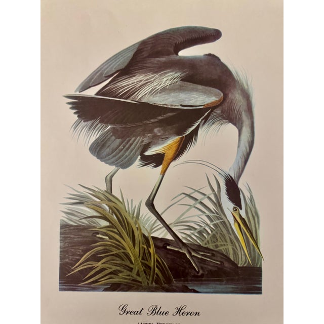 John James Audubon Mid-Century Audubon Great Blue Heron Print (Ardea Herodias), Unframed For Sale - Image 4 of 6