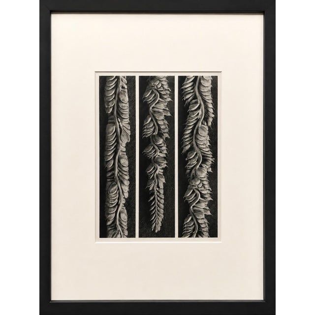 An original 1942 photogravure by Karl Blossfeldt (1865–1932), one of the most celebrated photographers of the 20th...