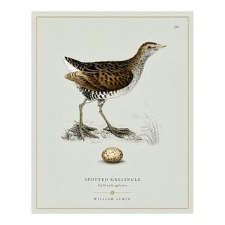 William Lewin 1789 Waterbirds Fine Art Gallery Board Print - The Spotted Gallinule For Sale
