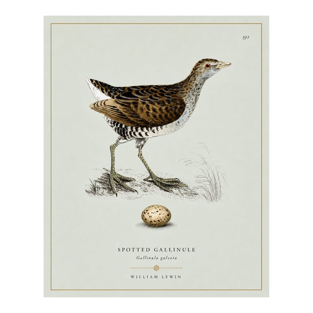 William Lewin 1789 Waterbirds Fine Art Gallery Board Print - The Spotted Gallinule For Sale