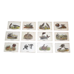 Antique 19th Century American Bird Lithographs - Set of 12