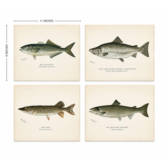 Sculpture Materials Bluefish, Atlantic Salmon, Pike & Landlocked Salmon - By Denton Circa 1903, S/4 For Sale - Image 7 of 8