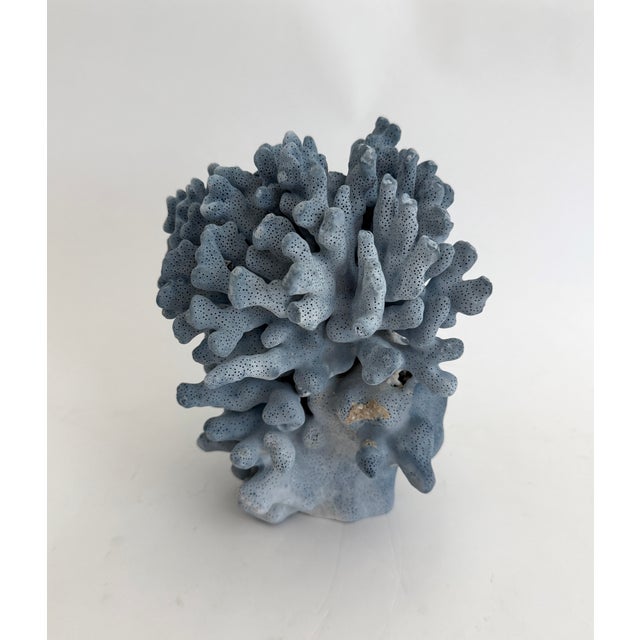 Natural Blue Coral Specimen Coastal Decor For Sale In Los Angeles - Image 6 of 7
