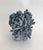 Natural Blue Coral Specimen Coastal Decor For Sale In Los Angeles - Image 6 of 7