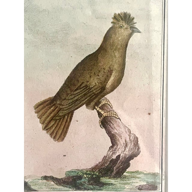 French Nicholas Martinet (1731-1800) Hand Colore in Gilt Wood Frames, Set of Two For Sale - Image 11 of 14