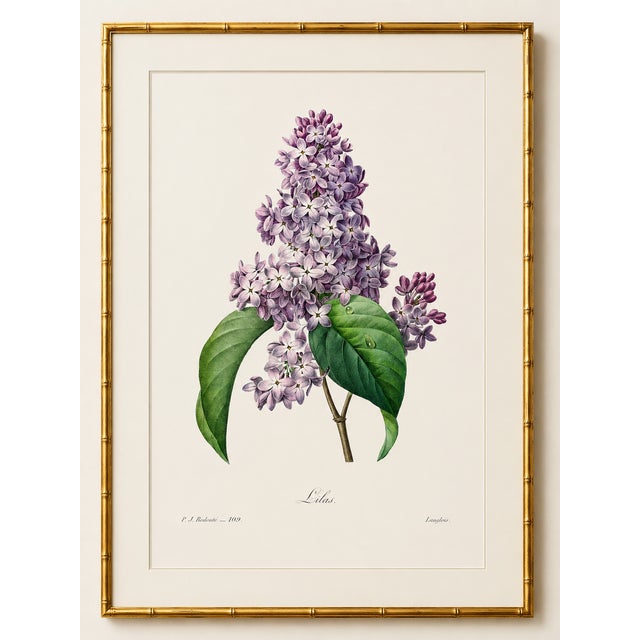Paper Lilac by Redouté, Vintage Botanical Art Print, 36" X 48" For Sale - Image 7 of 11
