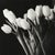 Modernist Black and White Still Life Photograph of Tulips For Sale - Image 4 of 8