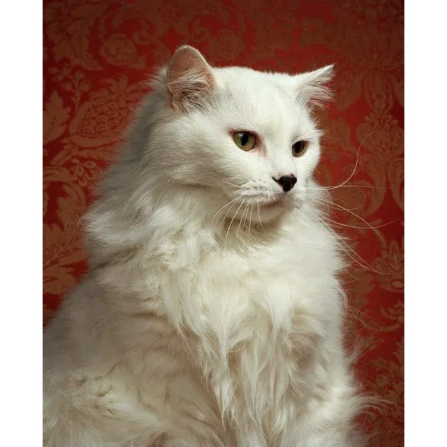 Andy Ryan, White Cat, Side View, Close-Up, Photograph, in Flawless conditions. Designed from 2000 This piece has an...