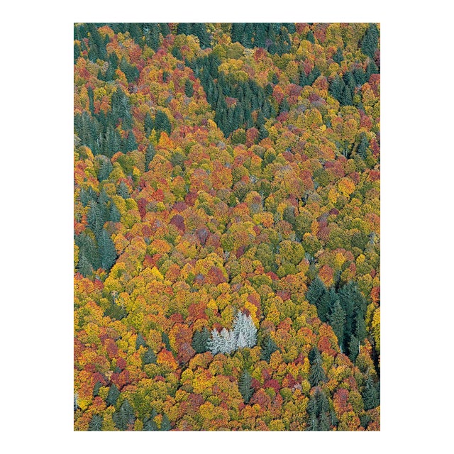 "Bavarian_Forest_02" Size C Limited Edition Fine Art Photograph by Bernhard Lang For Sale