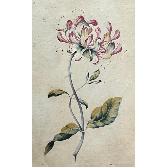 Antique 18th century English botanical watercolor painting. Study of a flower presented in French mat with gilt wood...