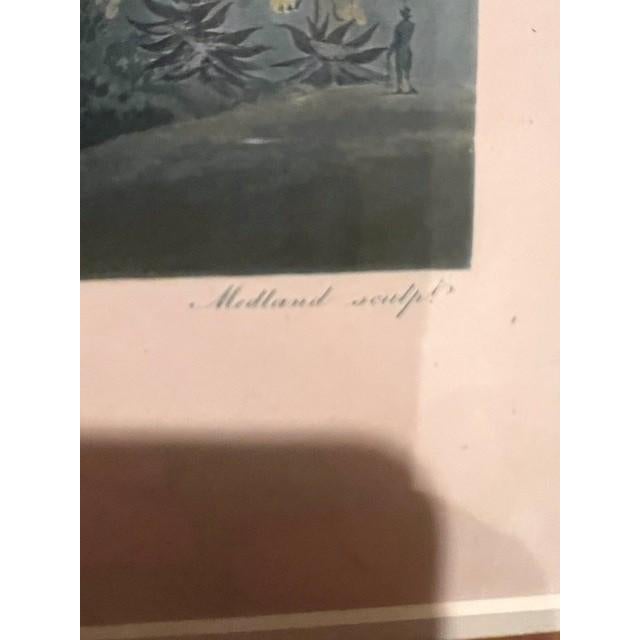 The Aloe - Botanical - 1807 - Robert John Thorton - The Temple of Flora For Sale - Image 4 of 4