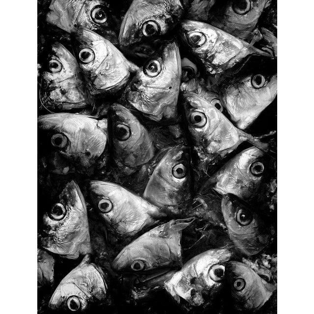 1990s Ian Sanderson, Sardines, Photographic Fine Art Print, 1993 For Sale - Image 5 of 5