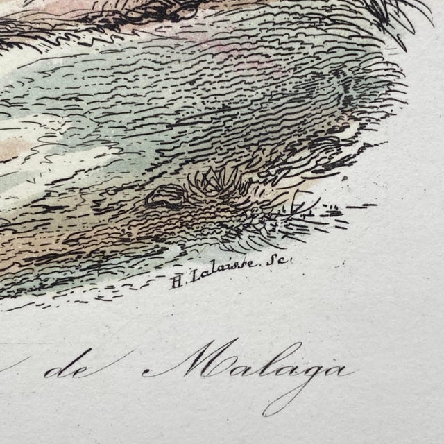 French Antique 18th Century "Le Porc Epic" Porcipine Animal Engraving Hand Colored Signed Artwork For Sale - Image 11 of 12