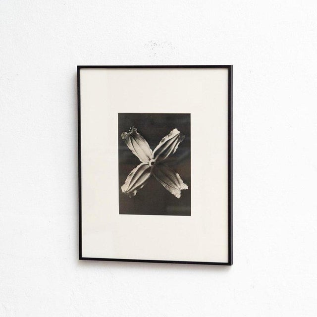 Karl Blossfeldt, Natural Grace, 1942, Photogravure, Framed For Sale - Image 11 of 13