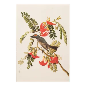 Gray Kingbird After John J. Audubon, 1966 American Classical Print