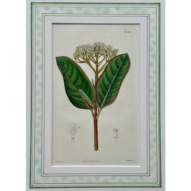 William Curtis Cassia, Viburnum and Creeping Violet Phlox Botanicals by Curtis (Set of 3) For Sale - Image 4 of 8