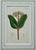 William Curtis Cassia, Viburnum and Creeping Violet Phlox Botanicals by Curtis (Set of 3) For Sale - Image 4 of 8