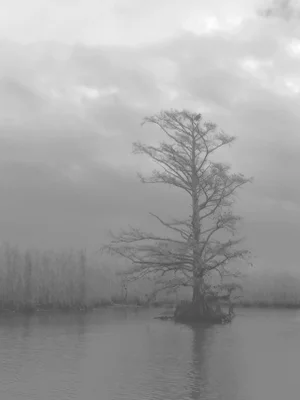 Chelsea Fly - Photograph #1 - Cypress Tree in Marshland