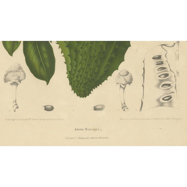 Hoola van Nooten, Soursop Botanical, 1880, Chromolithograph For Sale - Image 6 of 9