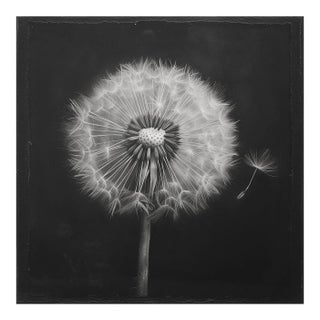 Dandelion No. 1 — Black and White Botanical Print After an Original 1950s Mezzotint, Unframed For Sale