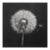 Dandelion No. 1 — Black and White Botanical Print After an Original 1950s Mezzotint, Unframed For Sale