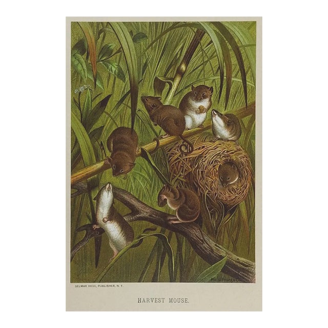 Antique Circa 1885 Mouse Chromolithograph Book Plate Print For Sale