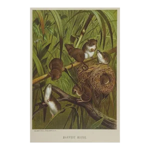Antique Circa 1885 Mouse Chromolithograph Book Plate Print