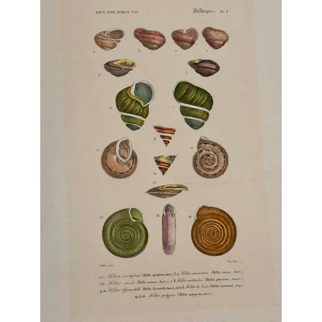 Brown Set of Three 19th Century French Hand Colored Mollusk Engravings Dictionnaire Universel D’Histoire Naturelle For Sale - Image 8 of 10