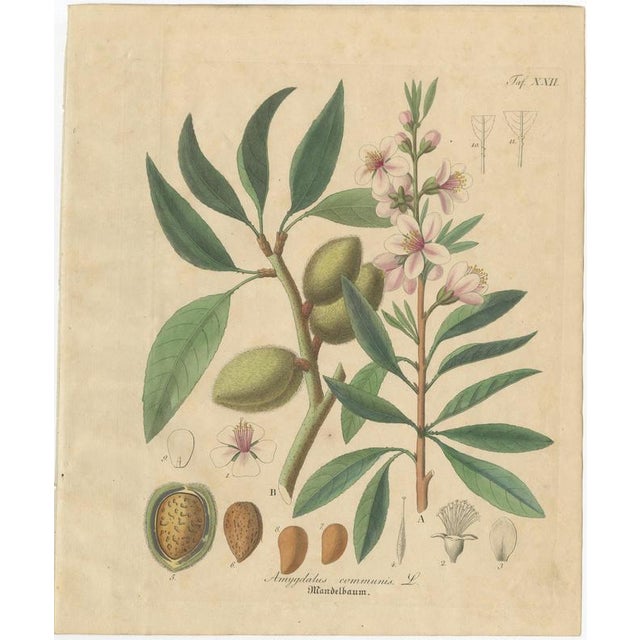 Antique Almond Botanical Print, Amygdalus Communis, Hand Colored, c.1831 : This finely balanced botanical engraving...