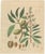 Antique Almond Botanical Print, Amygdalus Communis, Hand Colored, c.1831 : This finely balanced botanical engraving...