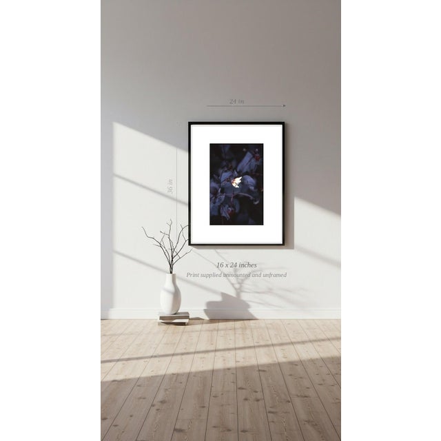 Paul Cooklin, Aquilegan, Edition of 50 For Sale - Image 6 of 7