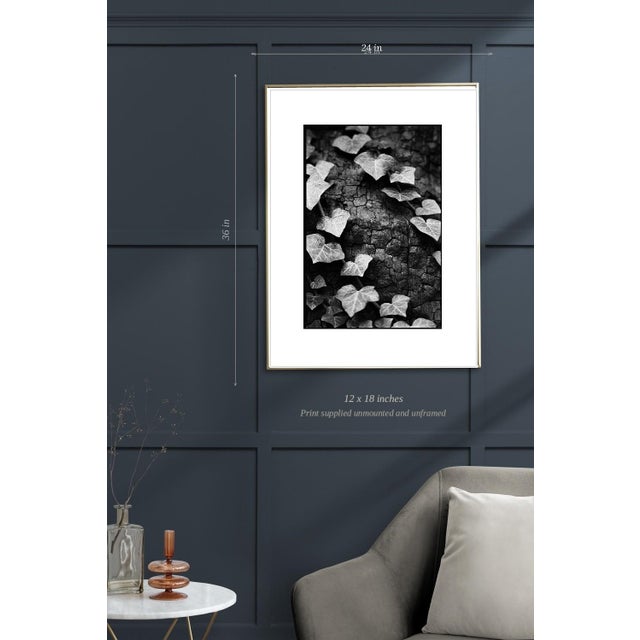 Not Yet Made - Made To Order Paul Cooklin, Ivy, Thornham Walks, Suffolk, Edition of 50 For Sale - Image 5 of 7