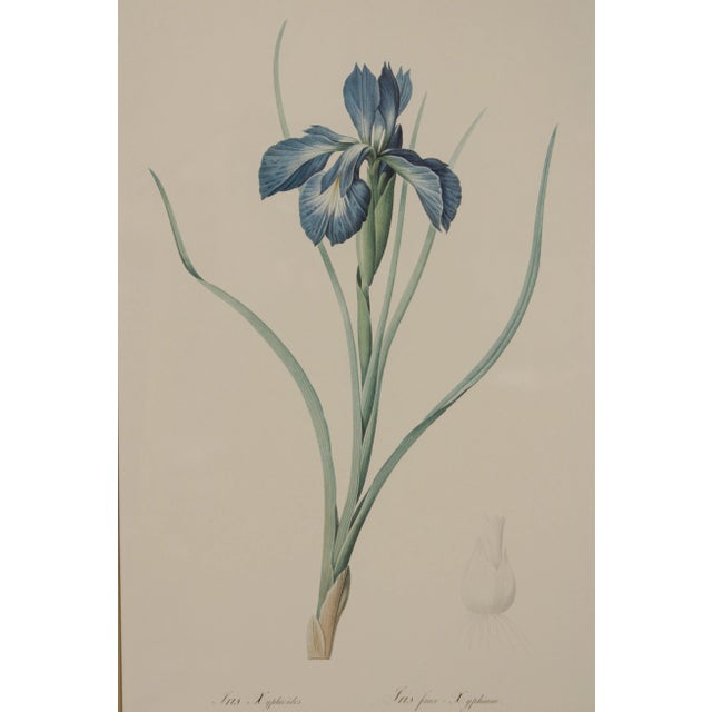 Blue Vintage Iris Botanical Prints After Pierre-Joseph RedoutT - A Pair For Sale - Image 8 of 13
