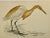 Antique Bird Print From England Showcasing a Buff-Backed Heron - Circa 1880 For Sale - Image 10 of 11