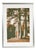 A. F. Nardi, Trees, Screen Print For Sale